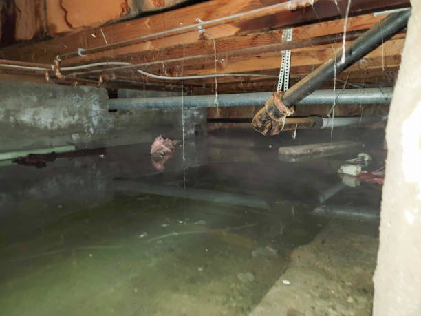 Best Mold removal after water damage  in Burlington, KS